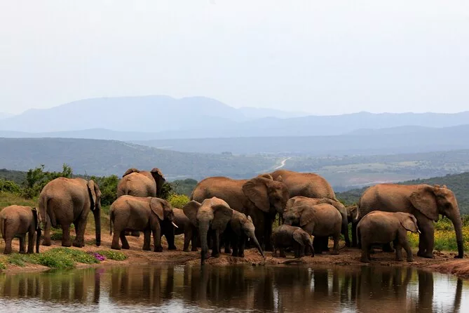 Addo Elephant National Park, Eastern Cap, South Africa, Seasonal Highlights