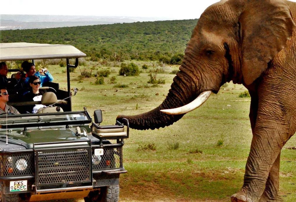 Addo Elephant National Park, Eastern Cap, South Africa,By Car, Game Drives