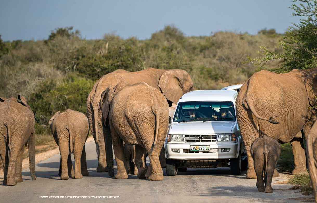Addo Elephant National Park, Eastern Cap, South Africa,By Car